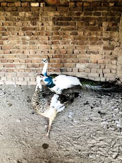 peacock