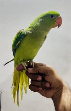 Pahari
