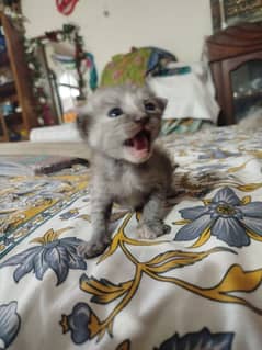 friendly kitten