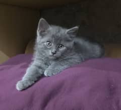 Persian cat
