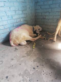 2  add dumby qurbani ky leya