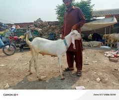 Rajan