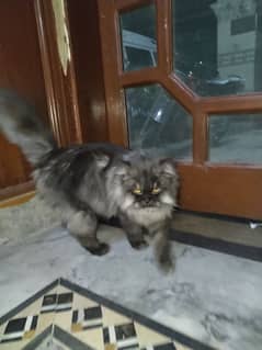 Persian cat