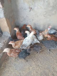 Golden misri chicks for sale