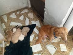pisstaaa children dog for sale