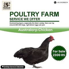 Australorp