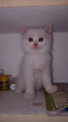 Persian cat triple coated for sale