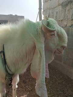 Bakra dumba