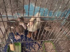 3 ducks pair