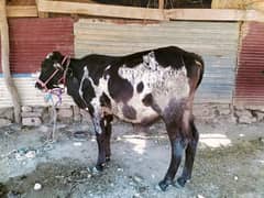 eid qurbani janwar