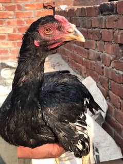 Lakha pathy oldbloodline for urgent sale