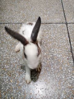 3 young age rabbits
