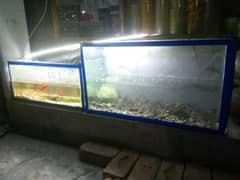 fish aquarium