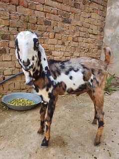 desi bakra 1 sal se barha h