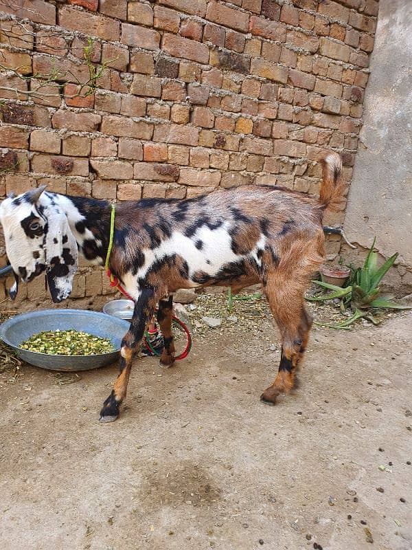 desi bakra 1 sal se barha h 1