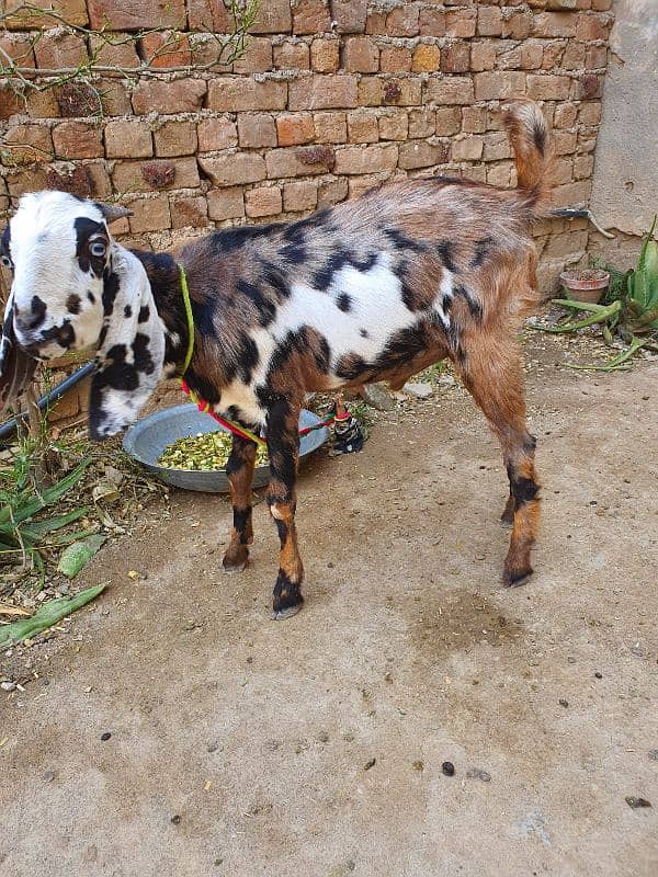 desi bakra 1 sal se barha h 3
