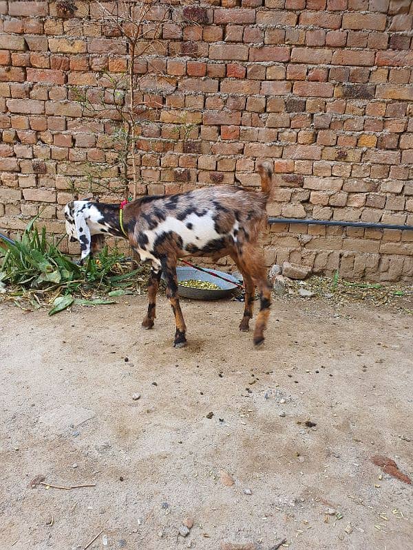 desi bakra 1 sal se barha h 4