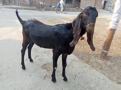 گھر کا پلا ہوا بکرا