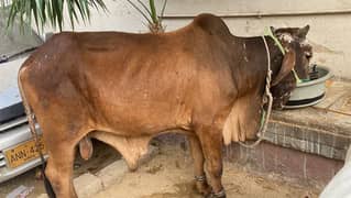 Cow