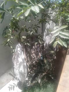 Singal