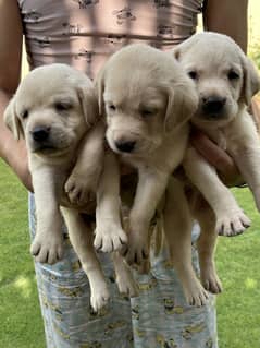 labrador puppies for sale 03267797229