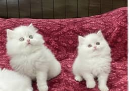 kitten