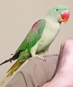 parrot