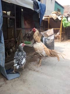 JAVA, CHEENA, THAI ASEEL