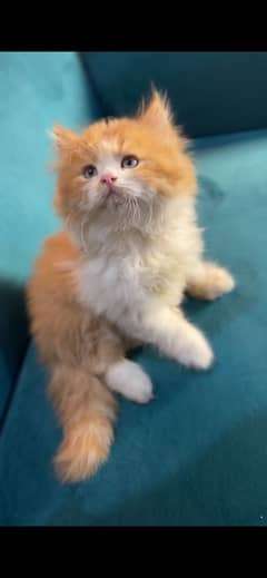 Pure Persian Kittens