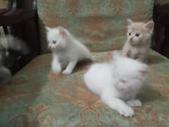 Persian cats baby