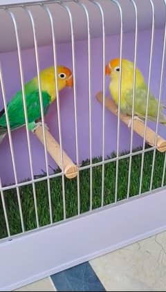 Pale Fellow  Red Eye |  pale fellow  Red Eye | pale fellow for sale