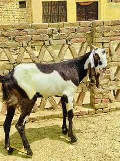 قربانی کے بکرے