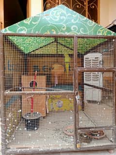 Breeder Parrots With Cage