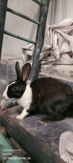 rabbits