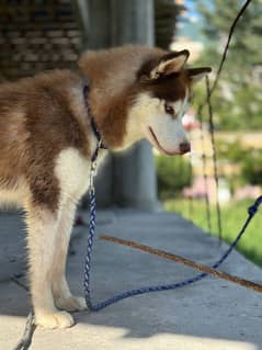 Siberian