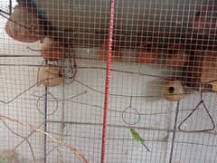 cage birds