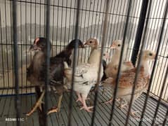 cage