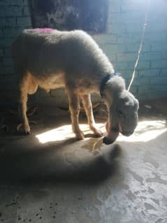 2  add dumby qurbani ky leya