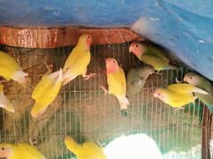 Parrot