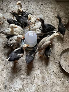 Aseel chicks is for sale