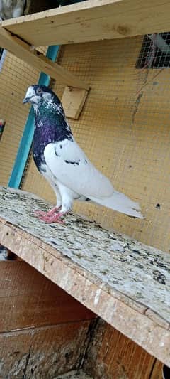 Pigeon for sale