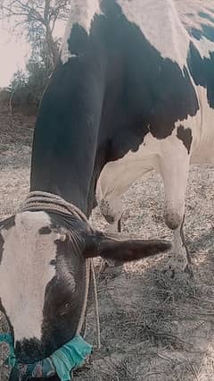 frizien cow