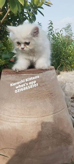 Persian kitten