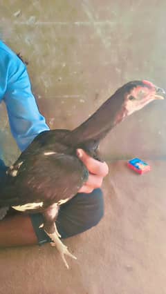 1 seel pahta