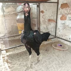 hamare han mukhtlif murgion ki khreed frokht ka kam bhi hota hai