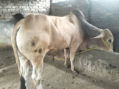 qurbani2025