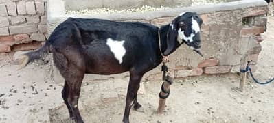 2 bakri for sale 03004453701 only call or what's up