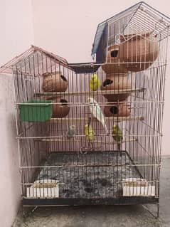 6 Australien parrots breeder  with one baby with cage