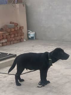 labrador  top quality in apple face