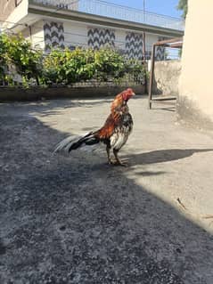 age ka nhi pta bs murgha ha aseel ha